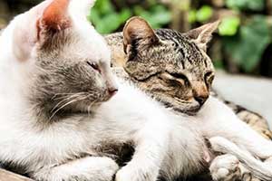 Cozy Cat Lounge